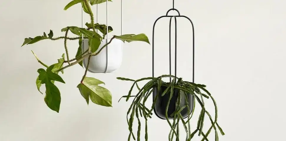 rośliny do wiszących kwietnik&oacute;w aranżacje
