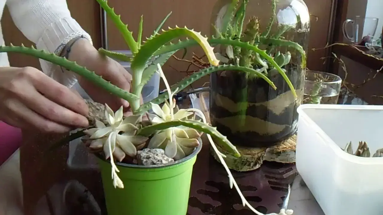 Zdjęcie Jak posadzić aloes - proste sposoby na zdrową roślinę w domu