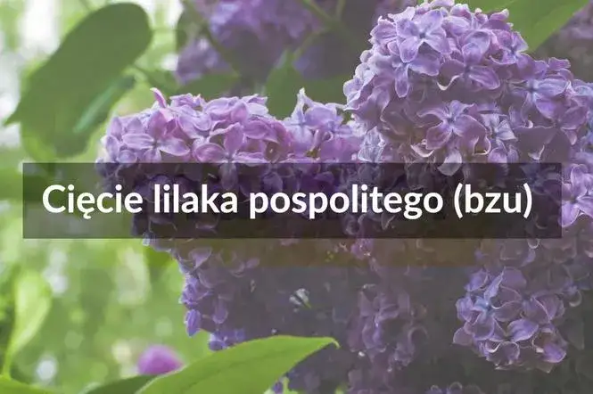 Zdjęcie Prawidłowe przycinanie lilaków: poradnik dla obfitego kwitnienia