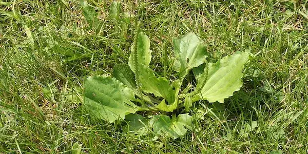 Zdjęcie Kolczasty chwast: jak go rozpoznać i uniknąć w ogrodzie