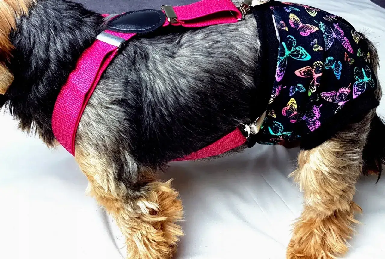 Zdjęcie Jak zrobić majtki dla psa z maseczki – proste i wygodne rozwiązanie