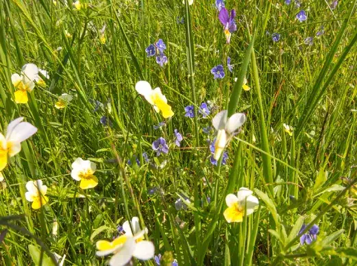 Zdjęcie Chwast inaczej – 10 zaskakujących synonimów, które musisz znać