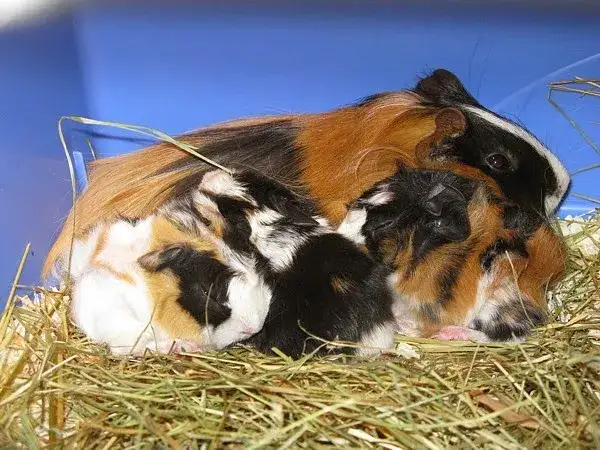 Zdjęcie Czy samiec świnki morskiej może być przy porodzie? Uniknij problemów z ciążą