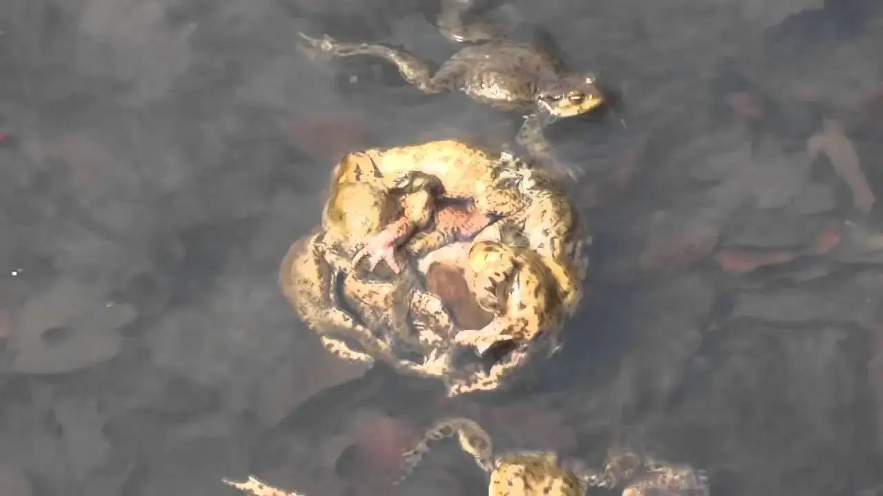 Zdjęcie Jak żaby się rozmnażają? Zaskakujące fakty o ich reprodukcji