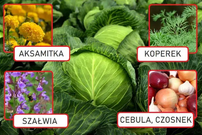 Zdjęcie Kapusta obok czego sadzić: najlepsze rośliny, które ją wspierają