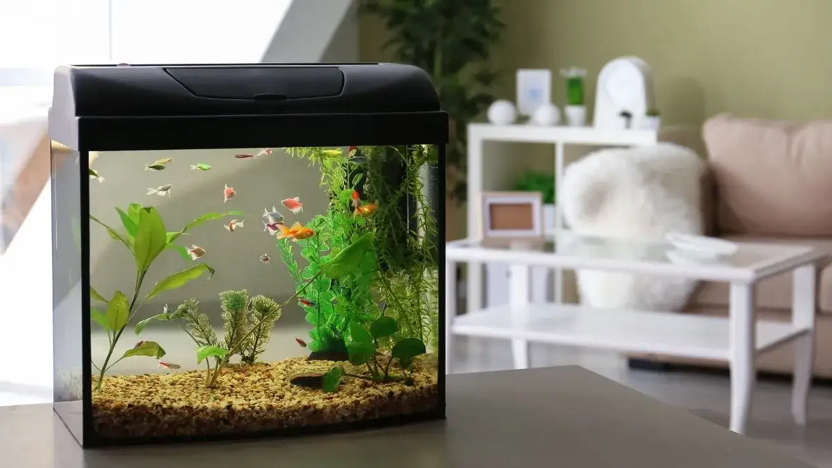 Zdjęcie Jak wyklarować wodę w akwarium i uniknąć mętności na zawsze