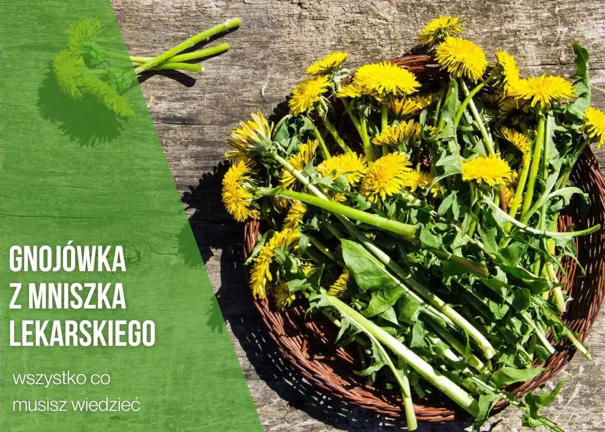 Zdjęcie Jak zrobić nawóz z mniszka lekarskiego i uniknąć błędów w fermentacji