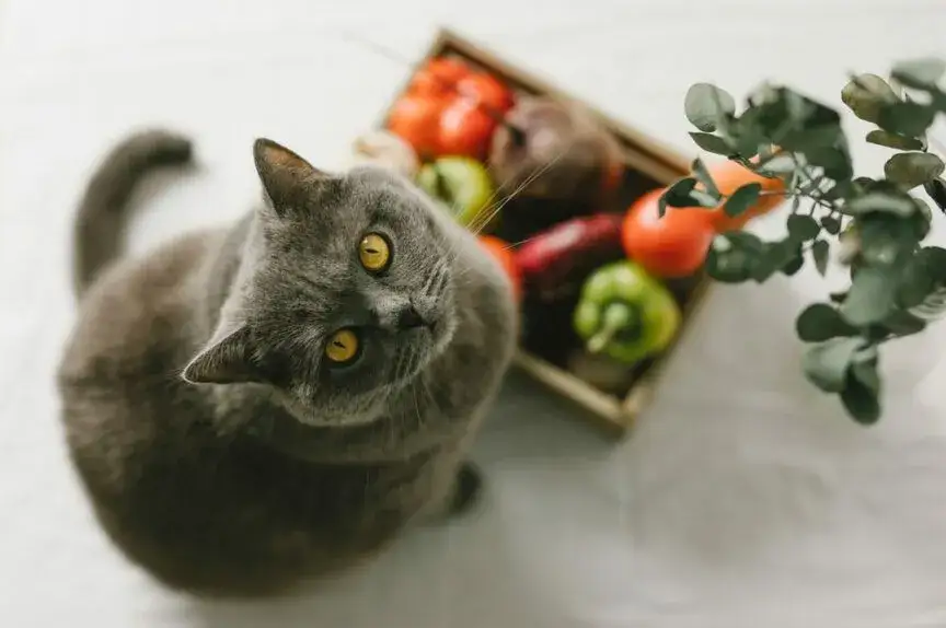 Zdjęcie Czy koty mogą jeść paprykę? Bezpieczne opcje i ryzyka dla zdrowia