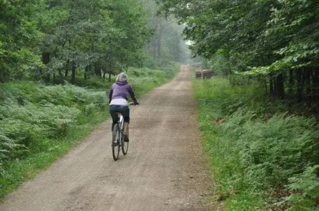 Zdjęcie Puszcza Dulowska trasy rowerowe - odkryj najlepsze szlaki i atrakcje