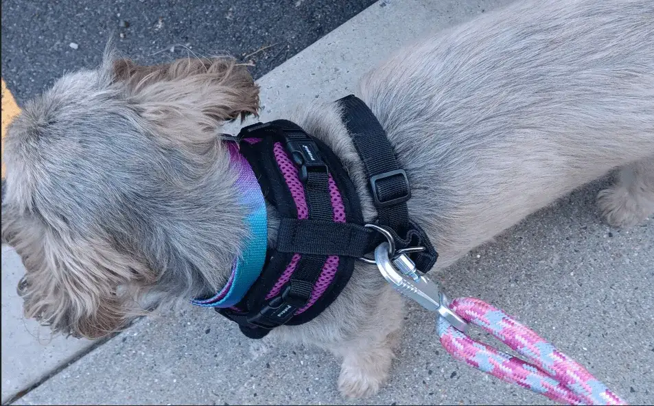 Zdjęcie Obroża czy szelki dla Shih Tzu - co jest bezpieczniejsze i lepsze?