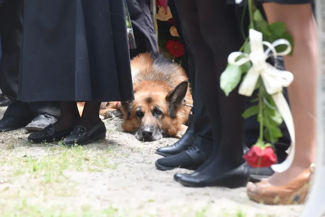 Zdjęcie Czy można z psem na cmentarz? Zasady i wyjątki, które musisz znać