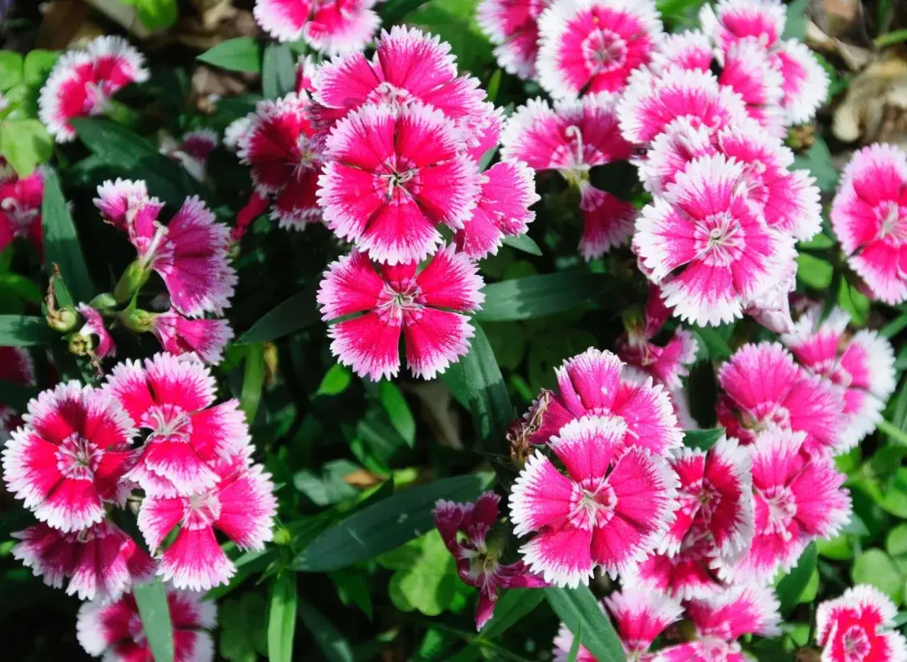 Gęste skupisko r&oacute;żowo-białych goździk&oacute;w kwiat&oacute;w, z ząbkowanymi płatkami, tworzy barwny dywan wśr&oacute;d zielonych liści.