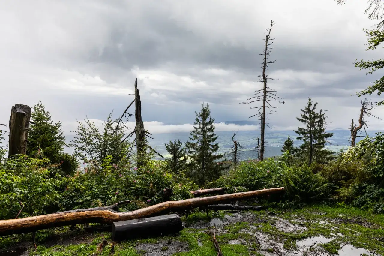 Mogielnica szczyt. Martwe drzewa i bujna roślinność na tle pochmurnego nieba i doliny.