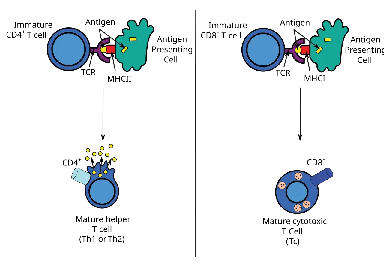 Kom&oacute;rka dendrytyczna prezentująca antygen limfocytowi T