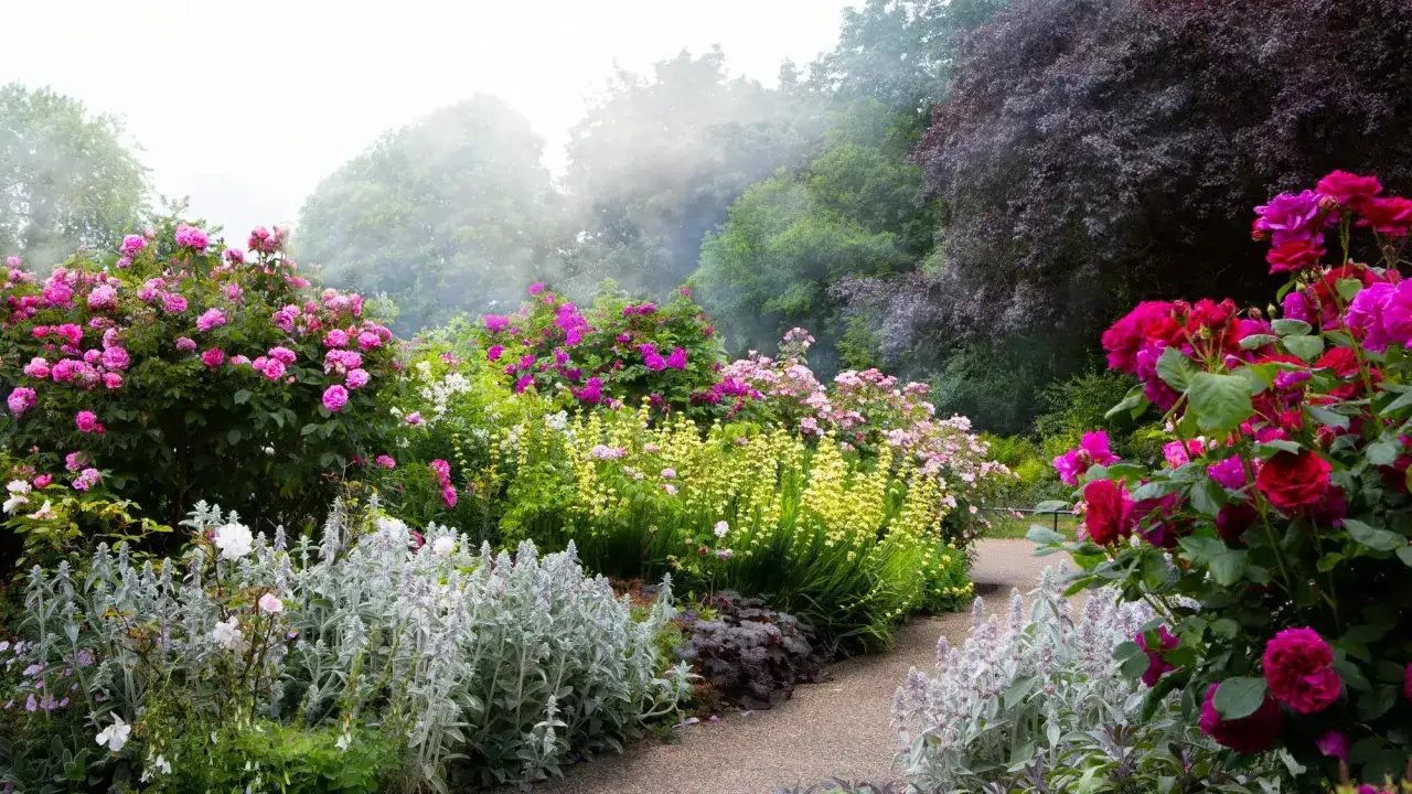 Kwiatowy raj w stylu angielskim: bujne r&oacute;że, lawenda i ż&oacute;łte kwiaty tworzą malowniczą ścieżkę.
