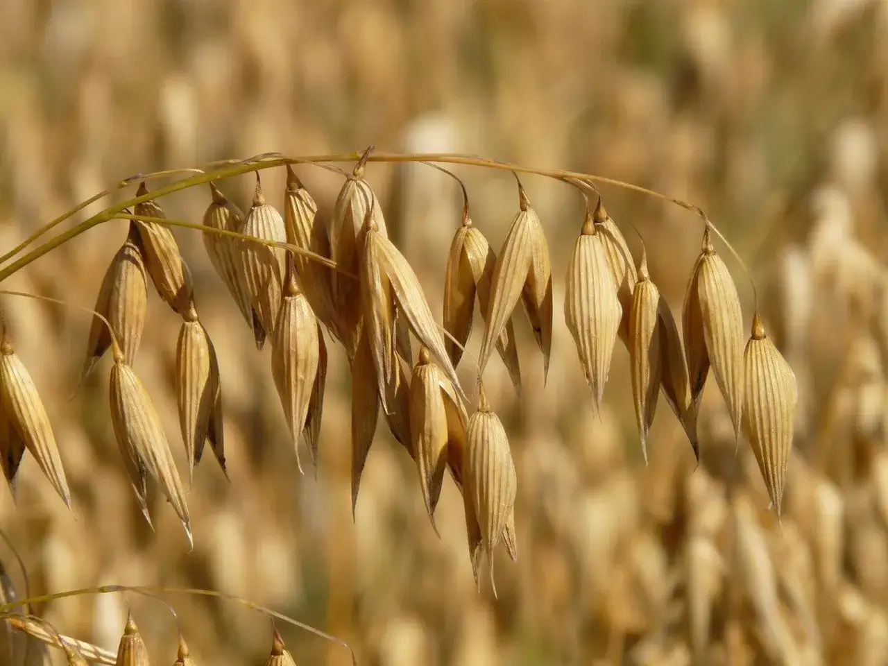 Zanieczyszczenie krzyżowe zb&oacute;ż glutenem