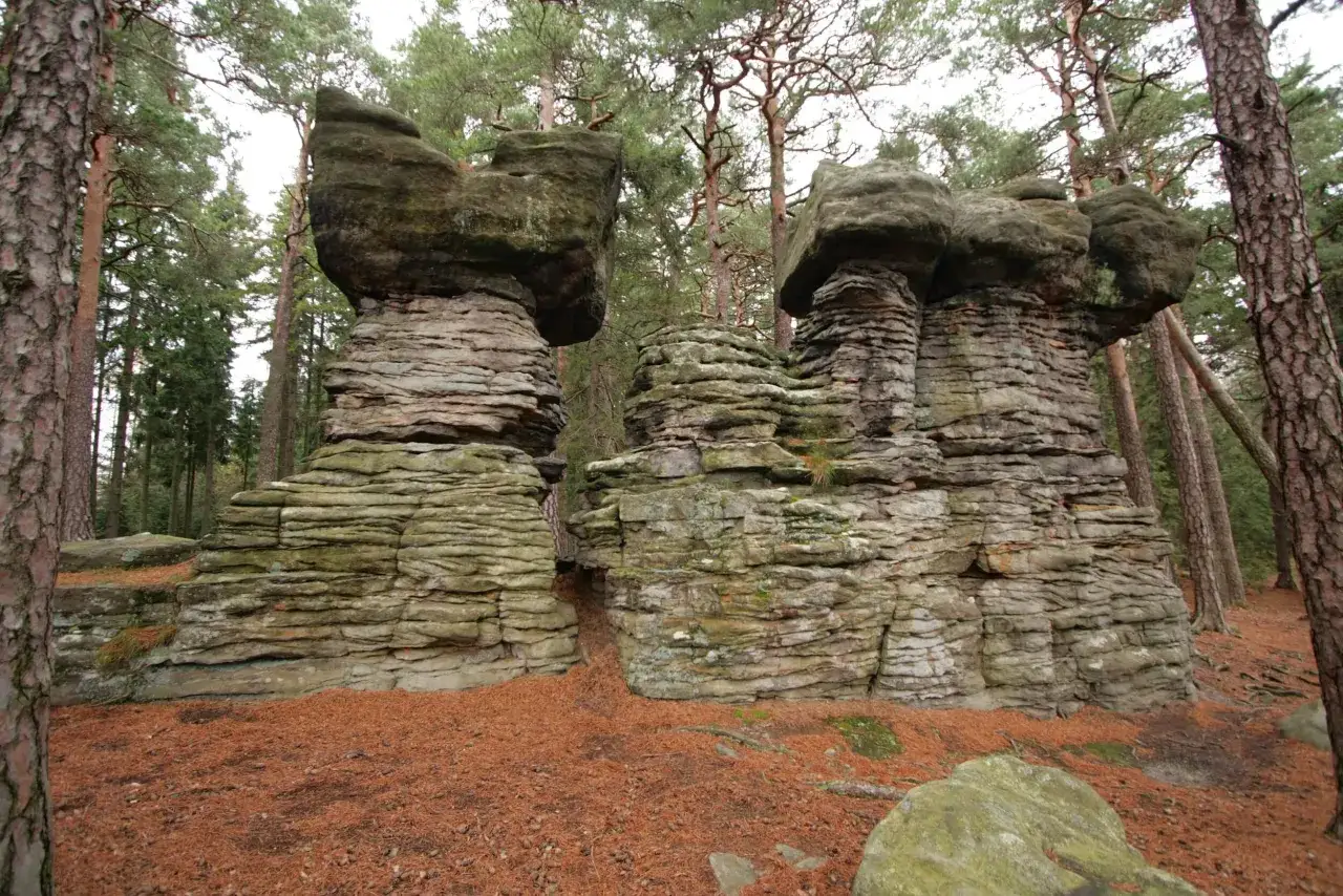 Niezwykłe formacje skalne w lesie, przypominające grzyby, otoczone sosnami. To krajobraz, kt&oacute;ry można podziwiać w okolicach Polanicy Zdr&oacute;j, w g&oacute;rach.