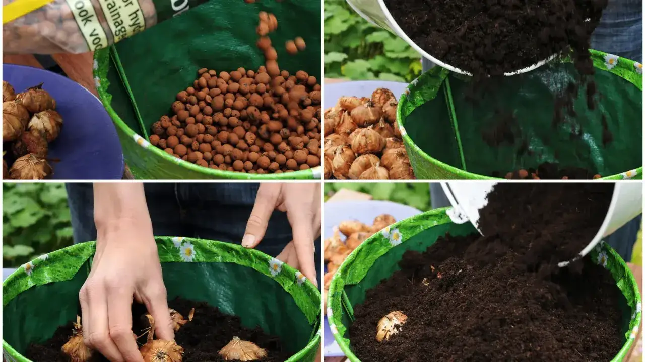 sadzenie mieczyk&oacute;w krok po kroku infografika