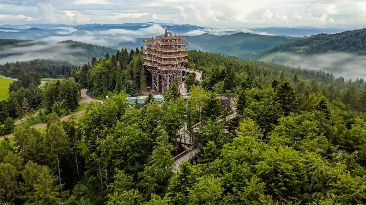 Ścieżka w koronach drzew Krynica Słotwiny