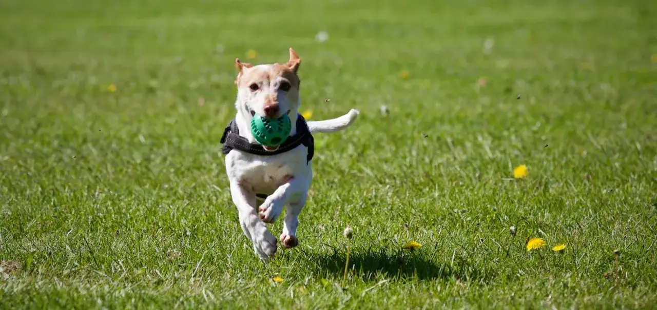 Szczeniak w szelkach biegnie po trawie z zieloną piłką w pysku. Idealna wyprawka dla psa to zabawki, kt&oacute;re zapewnią mu radość i aktywność.