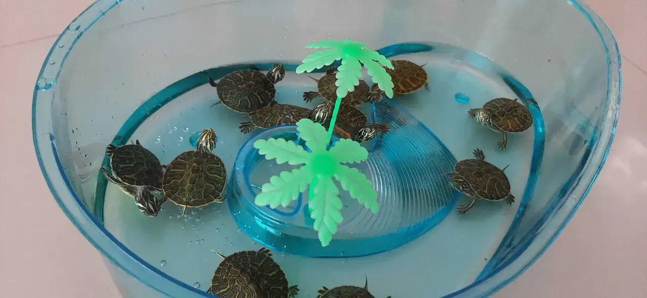 żółw hieroglifowy akwaterrarium