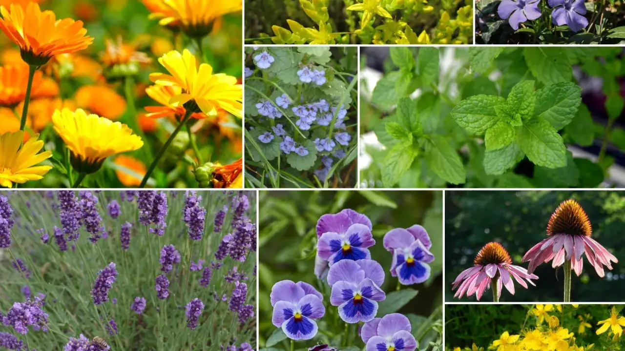 Nagietek, lawenda, mięta i dziurawiec &ndash; zioła na przeziębienie i nie tylko.