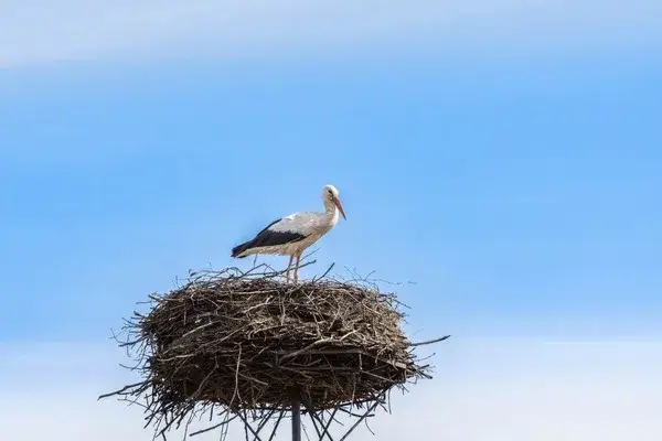 Jeden bocian stojący w gnieździe