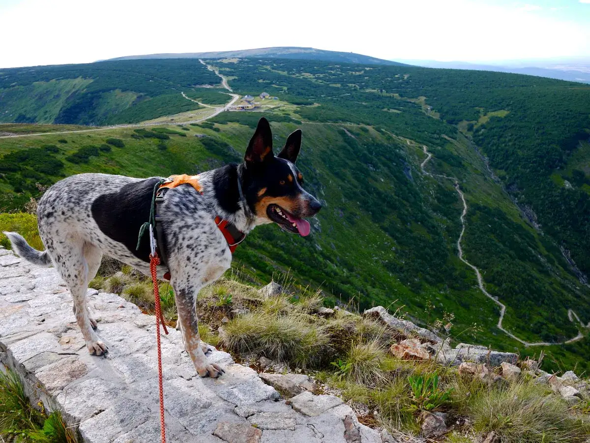 pies na szlaku górskim Karkonosze