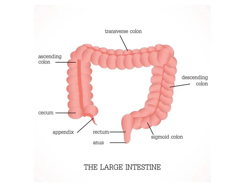 anatomia jelita grubego schemat
