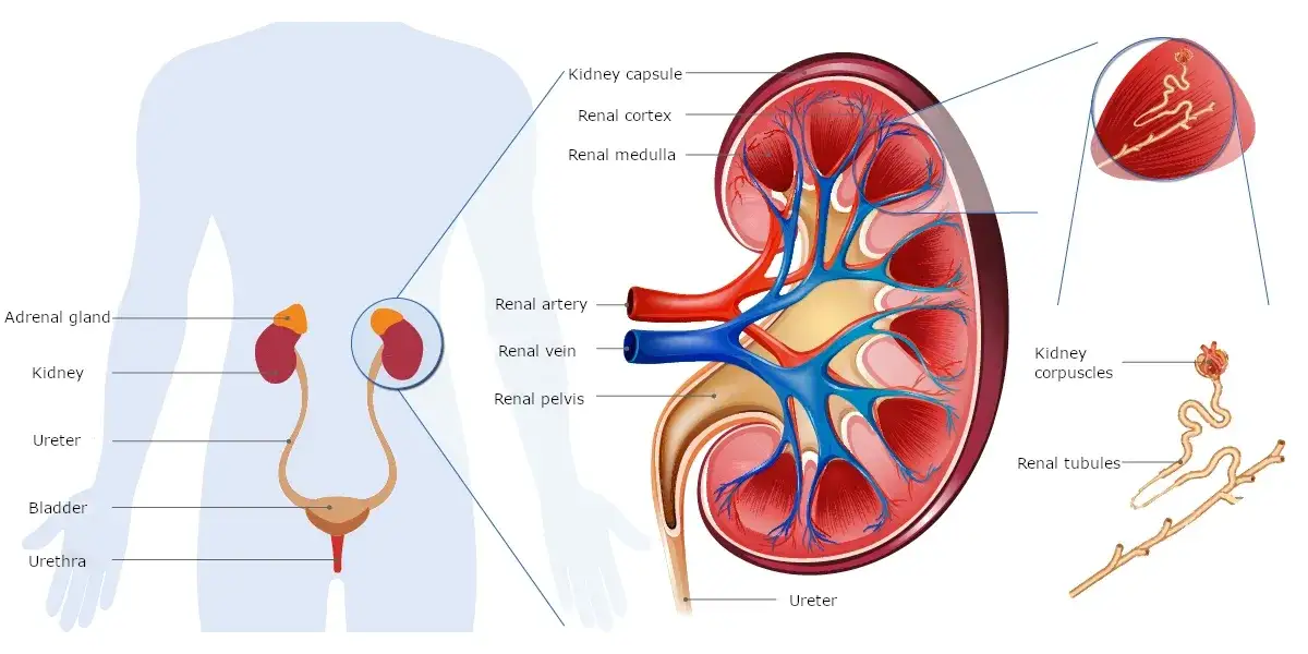 Nerki anatomia i funkcjonowanie