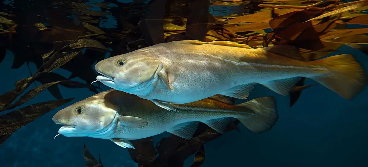 różne gatunki białej ryby filety dorsz mintaj miruna