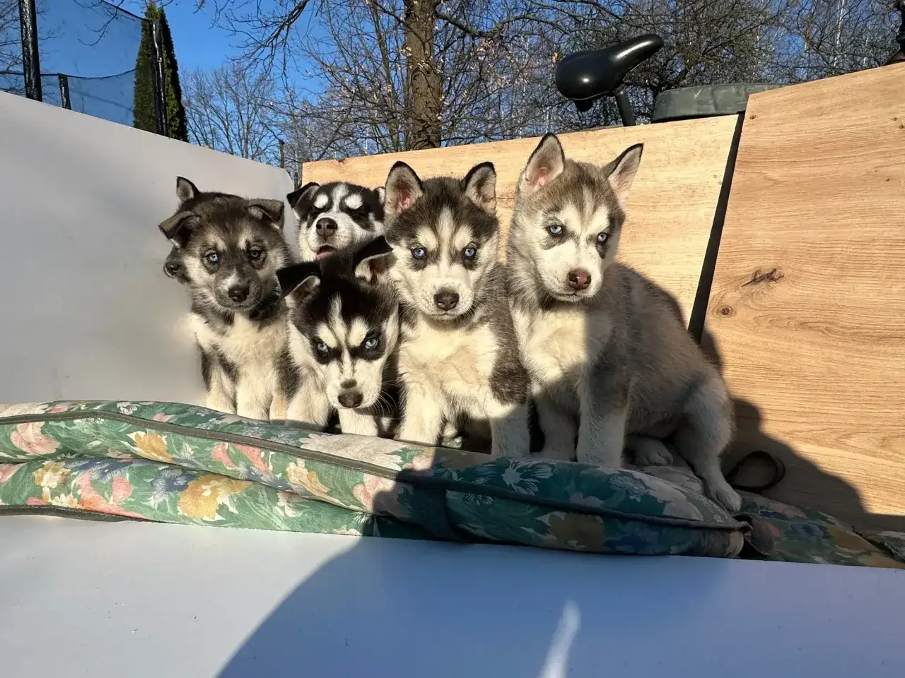 Pięć uroczych szczeniąt husky z niebieskimi oczami. Zastanawiasz się, ile kosztuje pies husky? Te maluchy są warte każdej ceny!