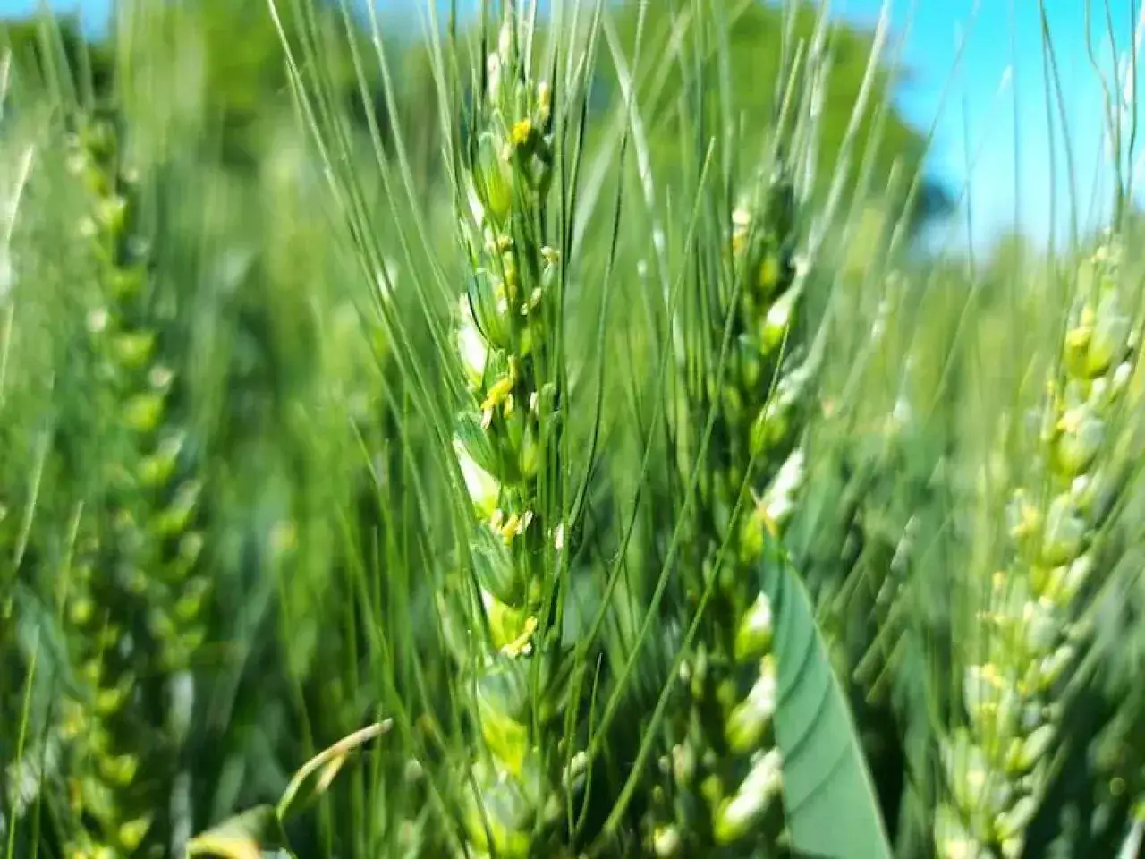 kłos pszenżyta kwitnienie