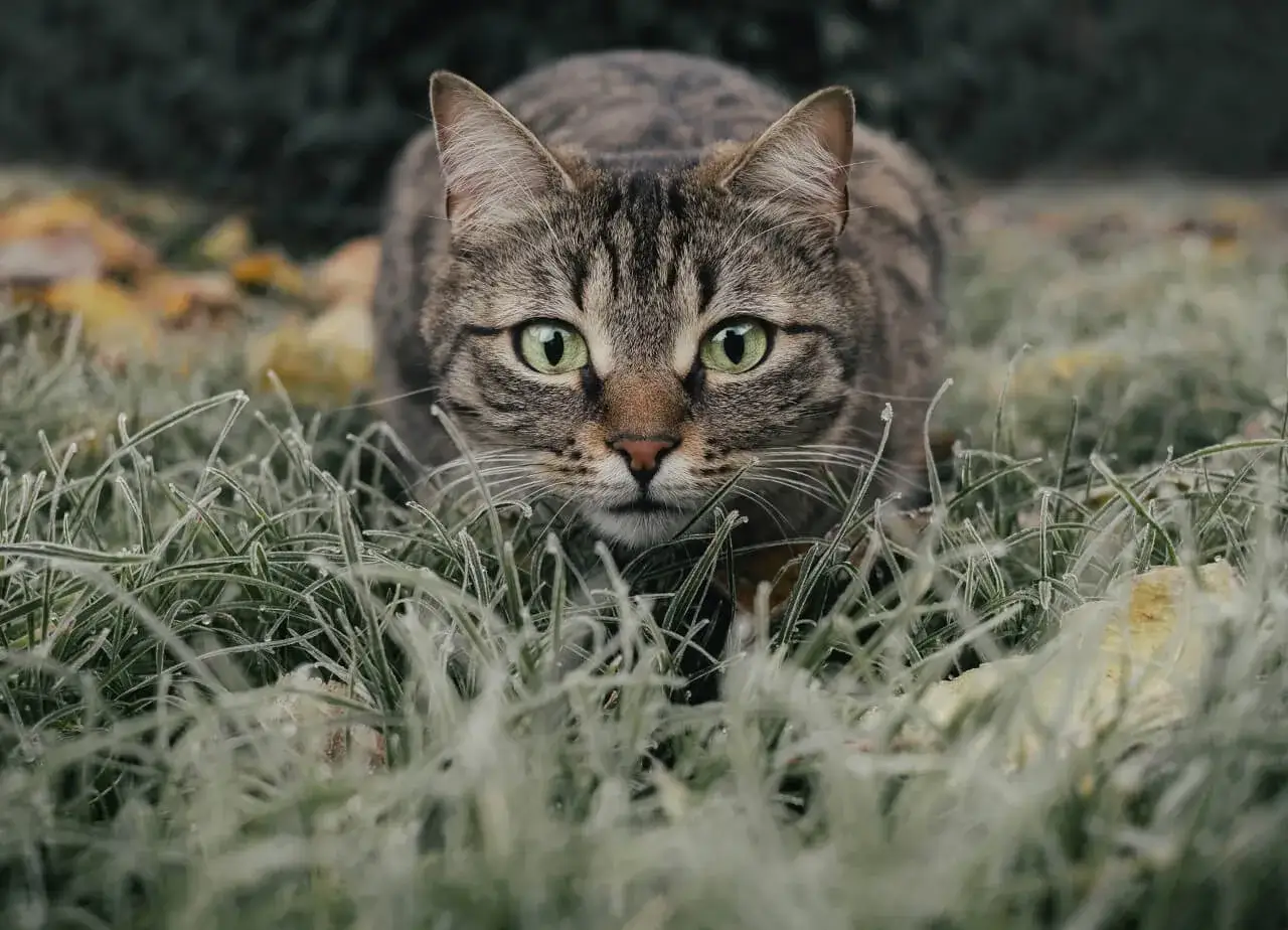 Koty w ogrodzie a ptaki