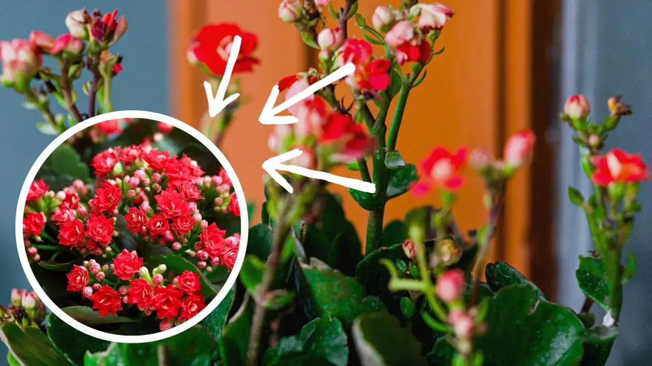 Kalanchoe Blossfelda przed i po przycinaniu