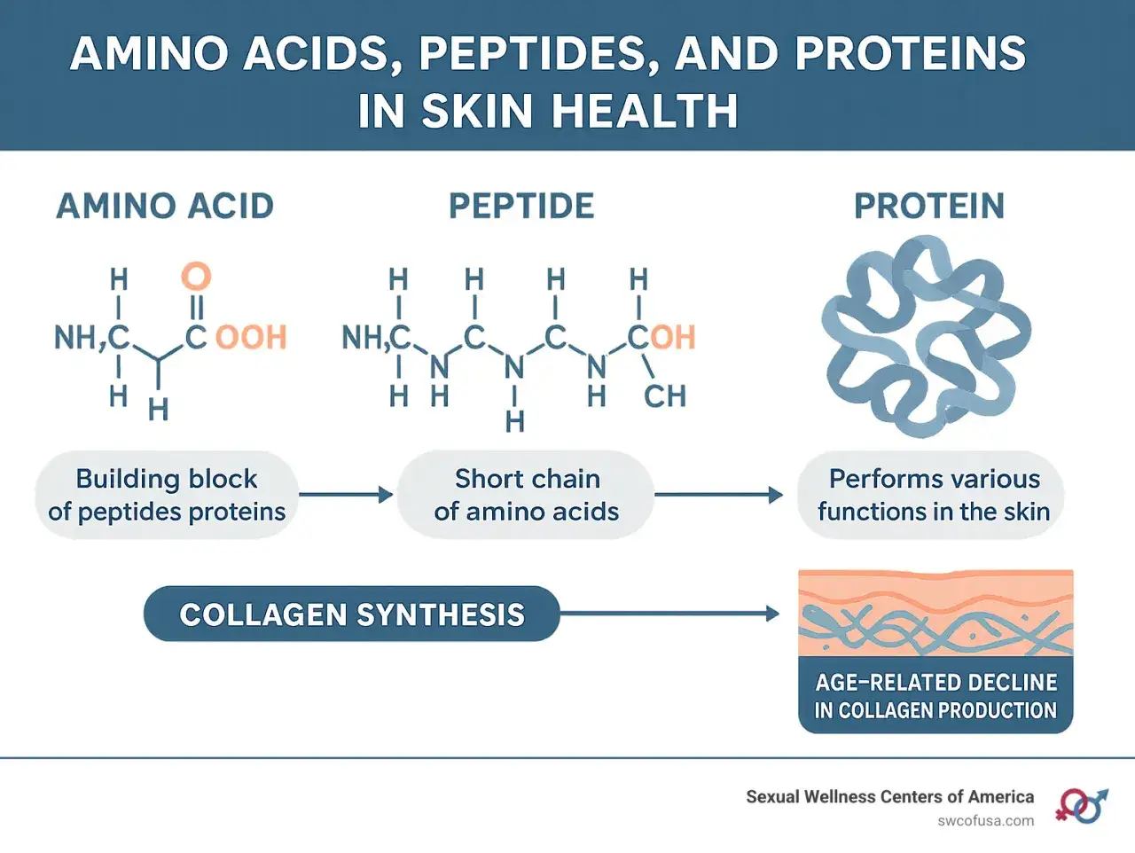 Grafika wyjaśnia, co to peptydy: kr&oacute;tkie łańcuchy aminokwas&oacute;w, budujące białka, kluczowe dla zdrowia sk&oacute;ry i syntezy kolagenu.