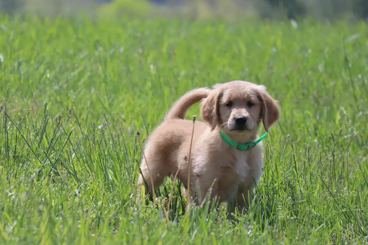 Uroczy szczeniak golden retriever w zielonej obroży stoi na łące. Idealny moment, kiedy wydawać szczeniaki na świat.