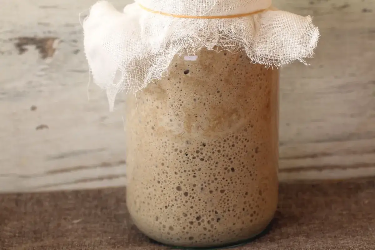Aktywny zakwas na chleb w słoiku, przykryty gazą, pęcherzyki świadczą o jego gotowości do pieczenia.