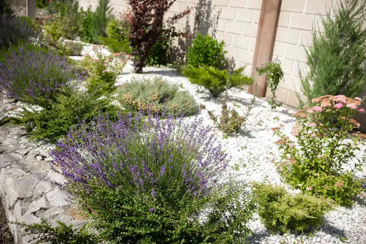 Piękne lawenda aranżacje w ogrodzie, otoczone białym żwirem i innymi roślinami.