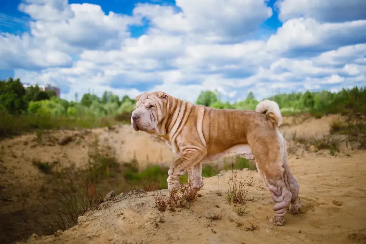 Pies rasy Shar Pei z charakterystycznymi fafle na pysku i ciele spaceruje po piaszczystym terenie.