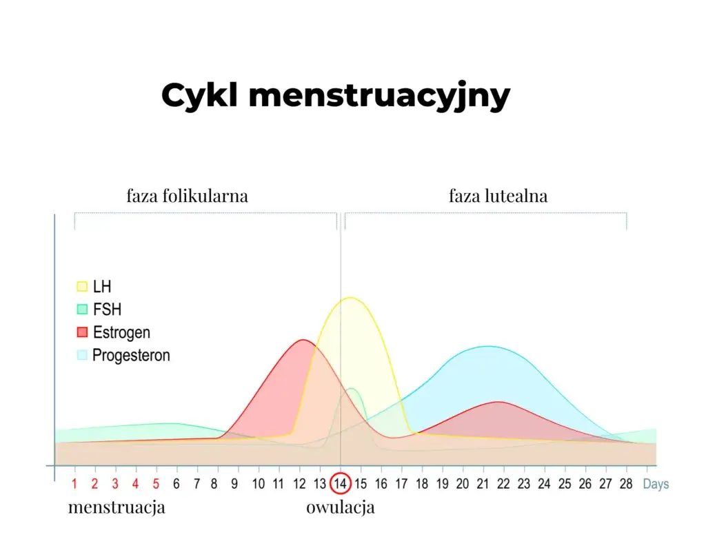 cykl menstruacyjny fazy hormony