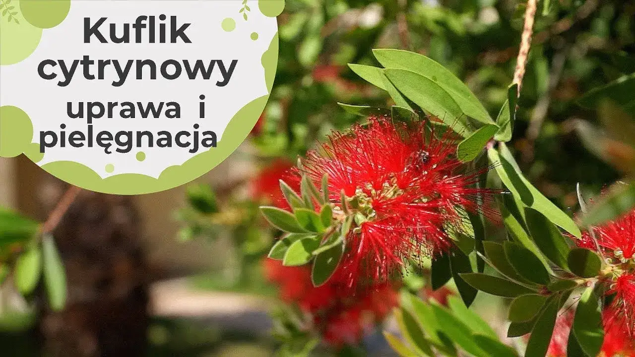 Zdjęcie Jak przycinać kuflika, aby uniknąć słabego wzrostu i braku kwitnienia