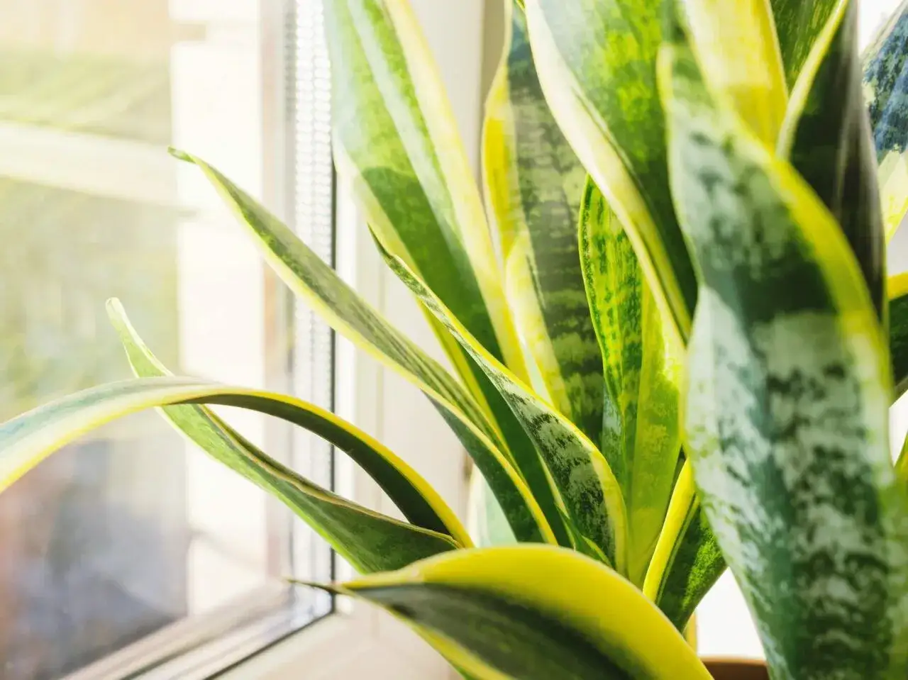 kwiaty języka teściowej zbliżenie