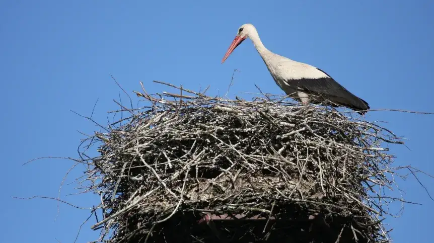 Bocian w gnieździe