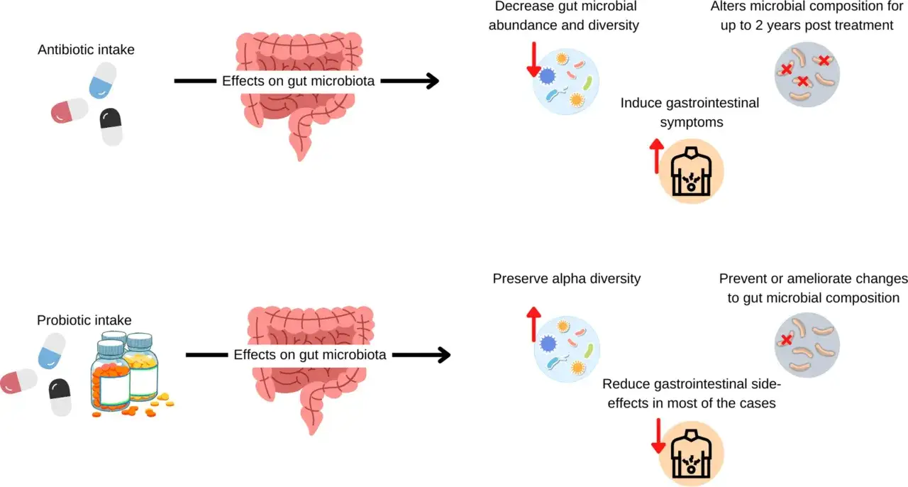 Antybiotyk niszczy florę jelitową, powodując objawy żołądkowo-jelitowe. Probiotyk przed czy po antybiotyku? Probiotyk pomaga zachować r&oacute;żnorodność i łagodzi skutki uboczne.