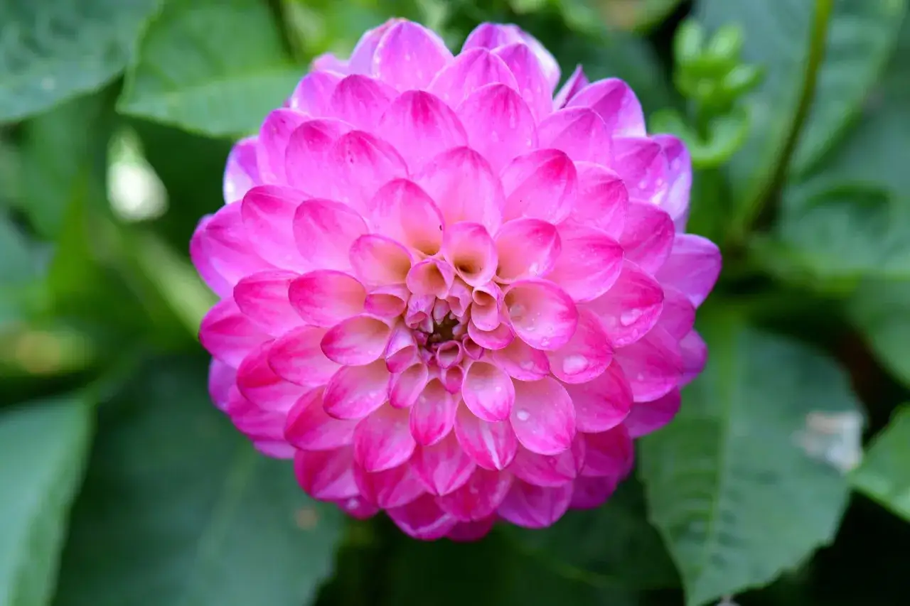 R&oacute;żowa dalia, pełna kropli rosy, zachwyca symetrią płatk&oacute;w. To dalie inaczej, jakby zatrzymane w czasie.