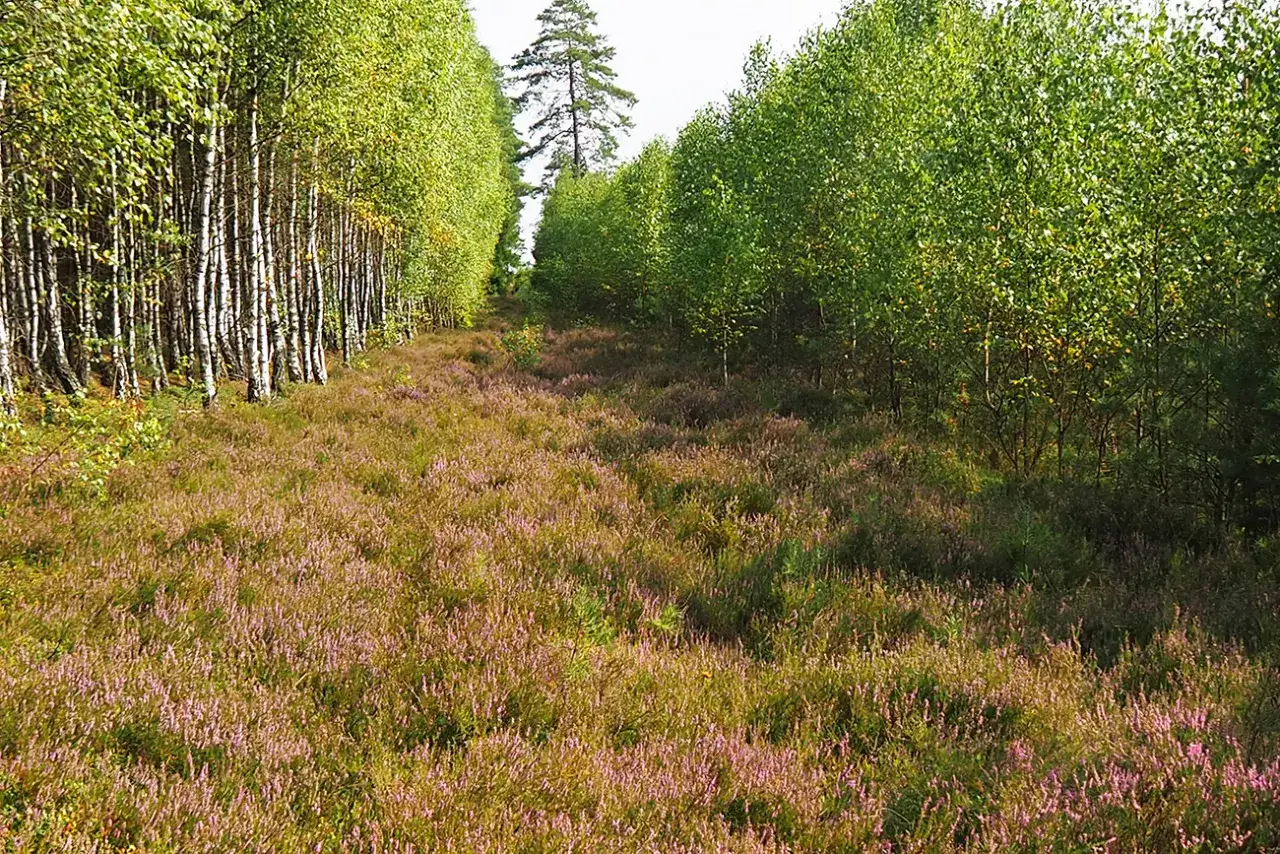 Rozległe wrzosowisko, symbol dzikiej przyrody i spokoju, otoczone jest przez las brzozowy i sosnowy.