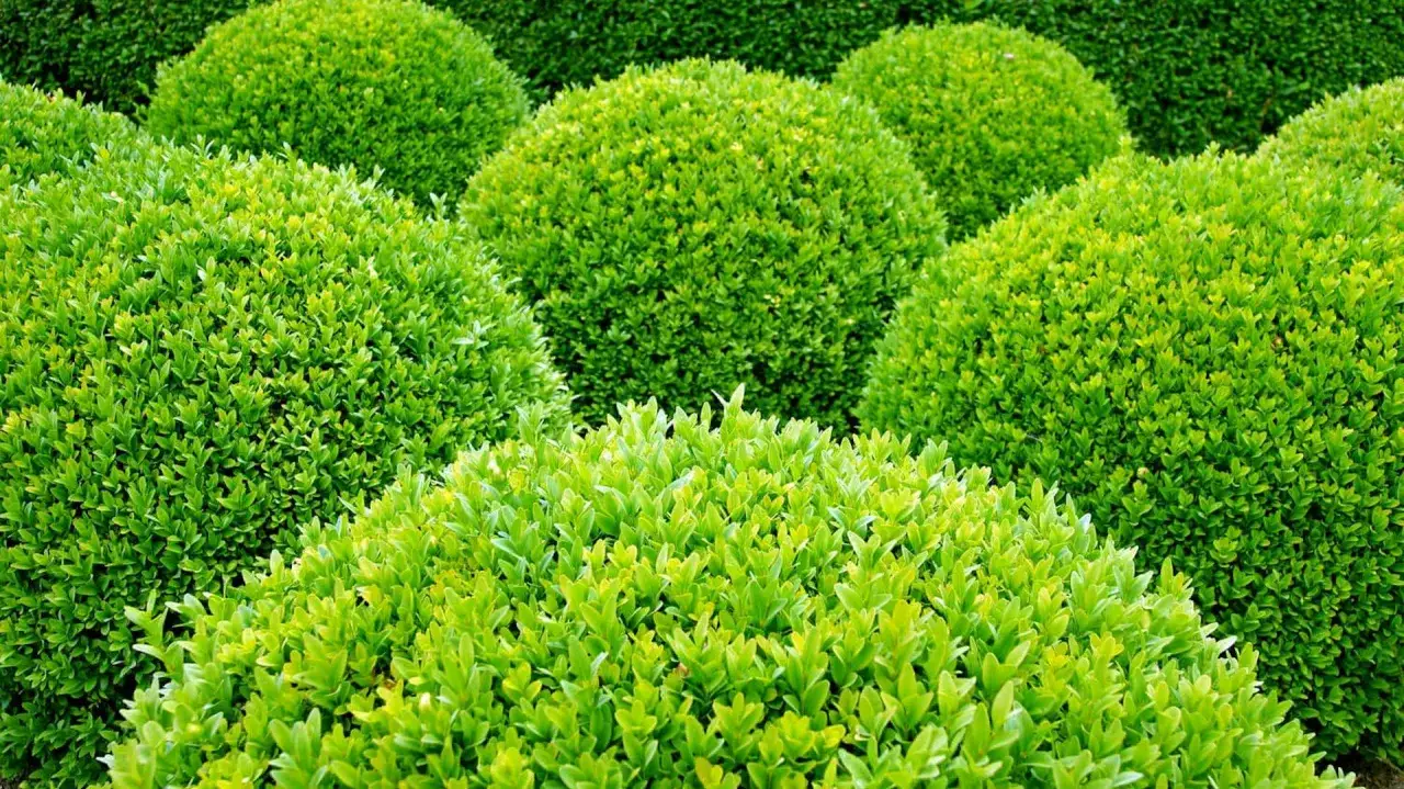 Kule bukszpanu w odcieniach zieleni, tworzące gęsty żywopłot. Widać, jak wygląda bukszpan, gdy jest starannie przycięty.