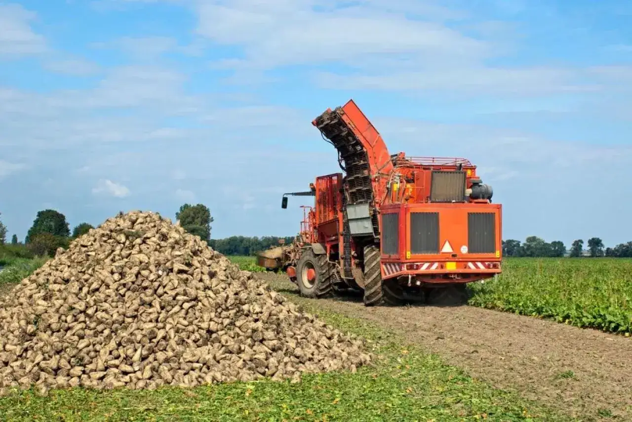 Zbiory buraków cukrowych w Polsce. Ogromna pryzma buraków obok kombajnu, gotowa do transportu.
