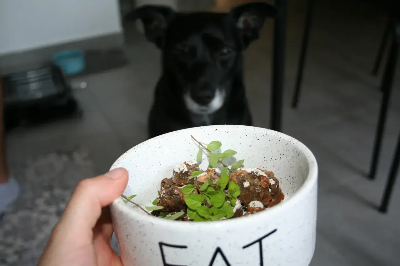 Czarny piesek czeka na swoją porcję wątr&oacute;bki. Zastanawiasz się, ile gotować wątr&oacute;bkę dla psa, by była zdrowa i smaczna?